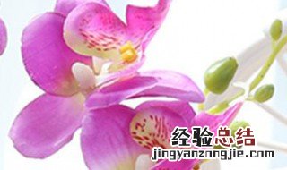 蝴蝶兰的摆放禁忌有哪些 蝴蝶兰的摆放禁忌有哪些呢