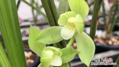 建兰素花推荐 建兰素心什么最值得种