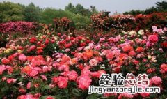 月季的栽植季节 月季种植季节