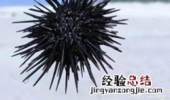 海胆有没有毒 海胆含有毒素吗