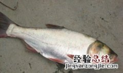 鲢鱼不能和什么一起吃 不能和鲢鱼同吃的食物