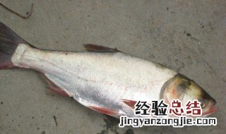鲢鱼不能和什么一起吃 不能和鲢鱼同吃的食物