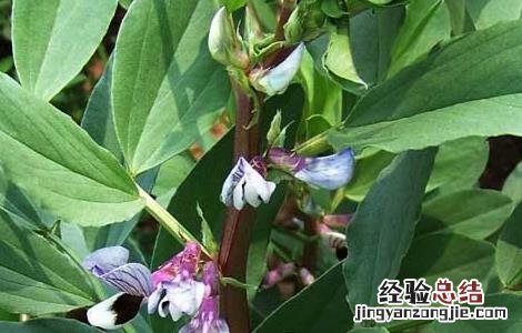 蚕豆种植的注意事项 蚕豆种植的注意事项是什么