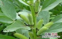 蚕豆种植的注意事项 蚕豆种植的注意事项是什么
