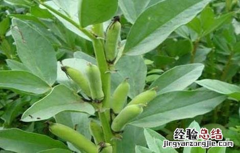 蚕豆种植的注意事项 蚕豆种植的注意事项是什么