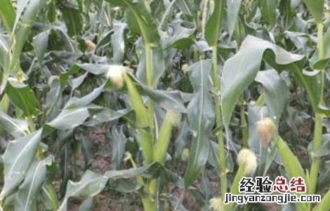 影响玉米产量的原因 玉米产量低的原因有哪些
