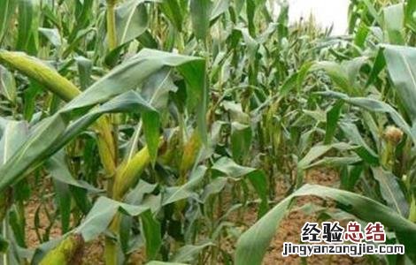 影响玉米产量的原因 玉米产量低的原因有哪些