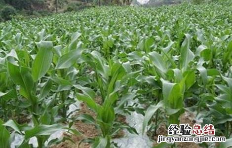 影响玉米产量的原因 玉米产量低的原因有哪些