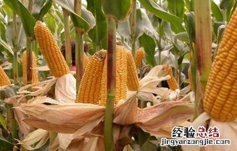 促进玉米早熟的五种方法 缩短玉米生育期促进其早熟的方法