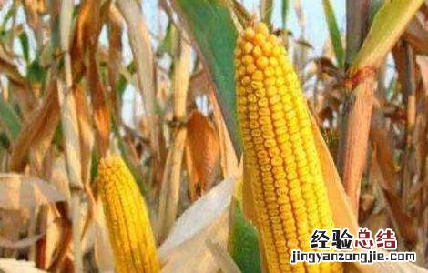 促进玉米早熟的五种方法 缩短玉米生育期促进其早熟的方法