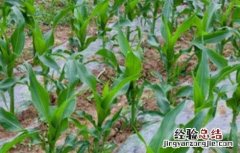 促进玉米早熟的五种方法 缩短玉米生育期促进其早熟的方法