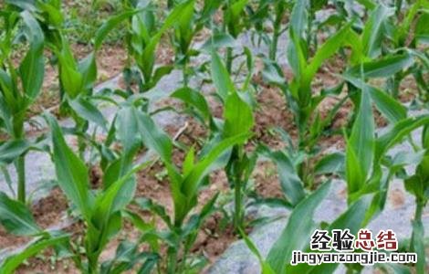 促进玉米早熟的五种方法 缩短玉米生育期促进其早熟的方法