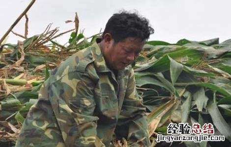 促进玉米早熟的五种方法 缩短玉米生育期促进其早熟的方法