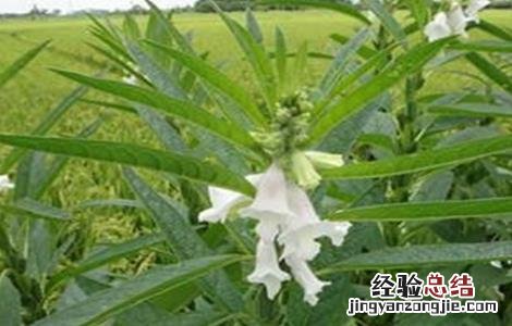 芝麻高产施肥技术视频 芝麻高产施肥技术