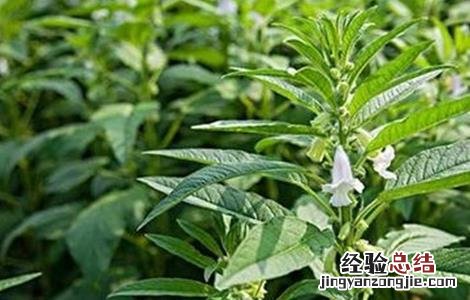 芝麻高产施肥技术视频 芝麻高产施肥技术