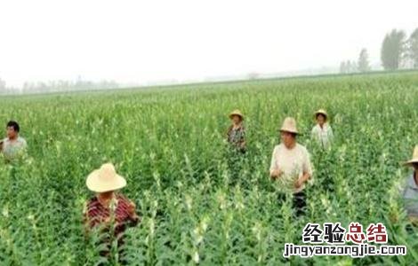 芝麻高产施肥技术视频 芝麻高产施肥技术