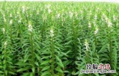 芝麻高产施肥技术视频 芝麻高产施肥技术