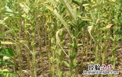 芝麻高产施肥技术视频 芝麻高产施肥技术