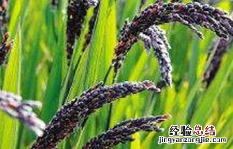 黑米种植技术与管理 黑米种植技术