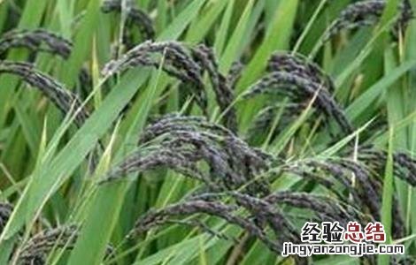 黑米种植技术与管理 黑米种植技术