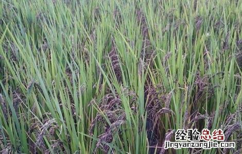 黑米种植技术与管理 黑米种植技术
