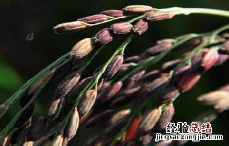 黑米种植技术与管理 黑米种植技术