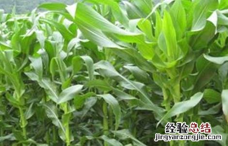 玉米苗期的管理方法 玉米苗期的管理方法有哪些