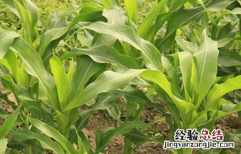 玉米苗期的管理方法 玉米苗期的管理方法有哪些