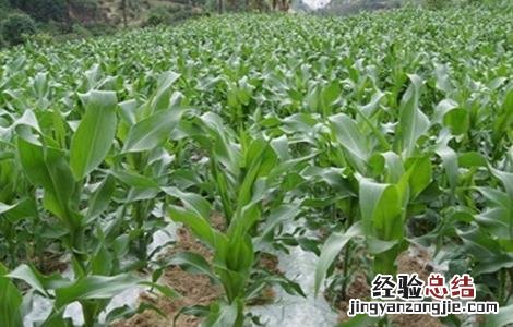 玉米苗期的管理方法 玉米苗期的管理方法有哪些