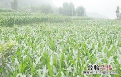 玉米苗期的管理方法 玉米苗期的管理方法有哪些
