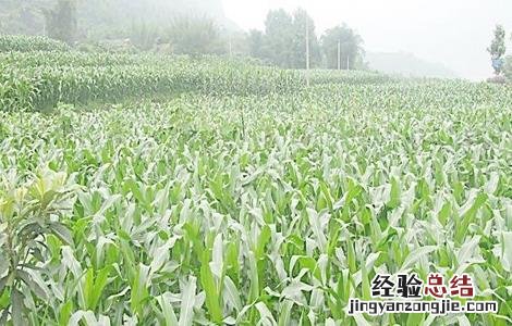 玉米苗期的管理方法 玉米苗期的管理方法有哪些