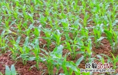 玉米苗期的管理方法 玉米苗期的管理方法有哪些