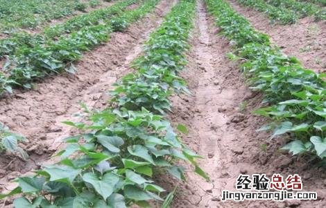 地瓜种植的注意事项和禁忌 地瓜种植的注意事项