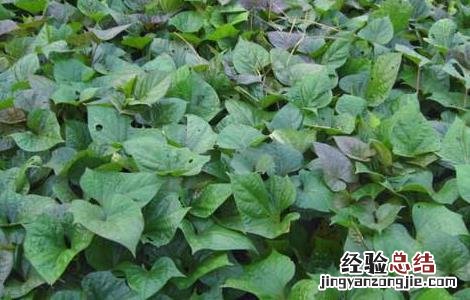 地瓜种植的注意事项和禁忌 地瓜种植的注意事项