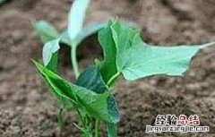 地瓜种植的注意事项和禁忌 地瓜种植的注意事项