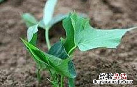 地瓜种植的注意事项和禁忌 地瓜种植的注意事项