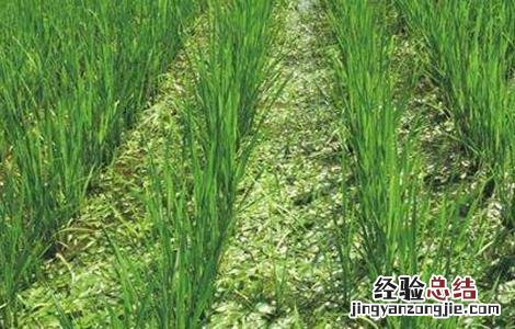 水稻齐穗期的管理方法 水稻齐穗期的管理方法和措施
