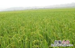 水稻齐穗期的管理方法 水稻齐穗期的管理方法和措施