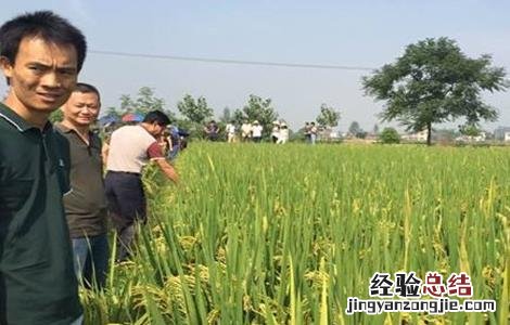 水稻齐穗期的管理方法 水稻齐穗期的管理方法和措施