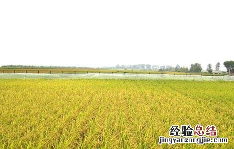 水稻齐穗期的管理方法 水稻齐穗期的管理方法和措施