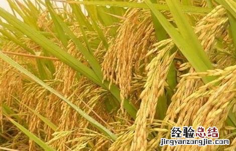水稻齐穗期的管理方法 水稻齐穗期的管理方法和措施