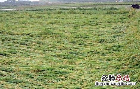 水稻齐穗期的管理方法 水稻齐穗期的管理方法和措施