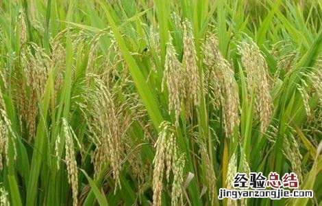 水稻齐穗期的管理方法 水稻齐穗期的管理方法和措施