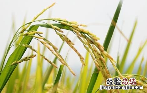 有机米的种植方法 有机米的种植方法和技术