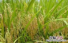 有机米的种植方法 有机米的种植方法和技术