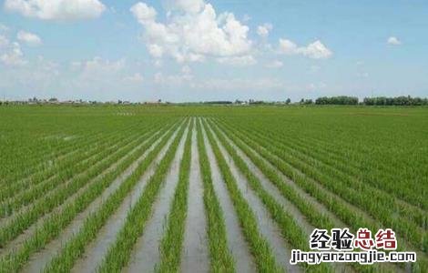 有机米的种植方法 有机米的种植方法和技术