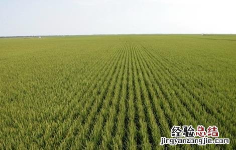 有机米的种植方法 有机米的种植方法和技术