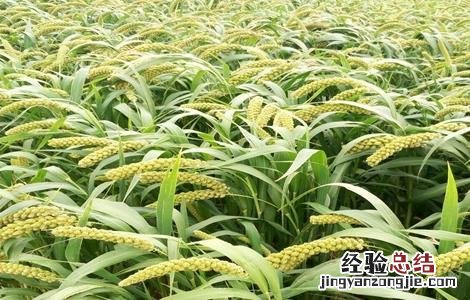 黍的种植方法 黍子的种植技术