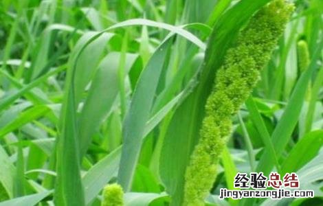 黍的种植方法 黍子的种植技术