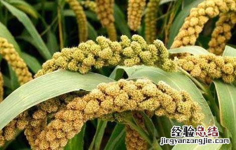 黍的种植方法 黍子的种植技术